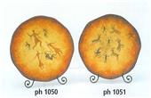 PH 1050 - 1051