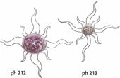PH 212 - 213
